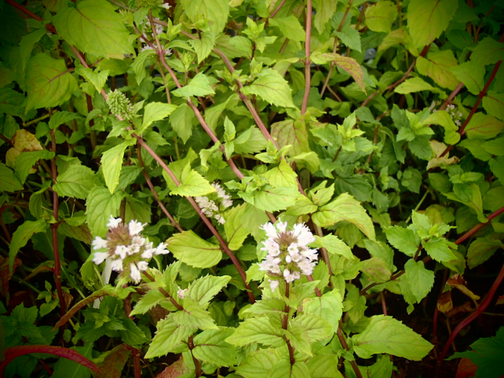 18731 / Mentha piperita